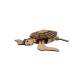 Bouwpakket Houten Schildpad Bouwpakket Houten Schildpad