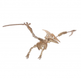 Bouwpakket Pterosaurus- kleur Bouwpakket Pterosaurus- kleur
